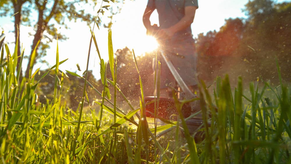 Man mowing grass at sunset, with sunlight shining through tall blades of grass.